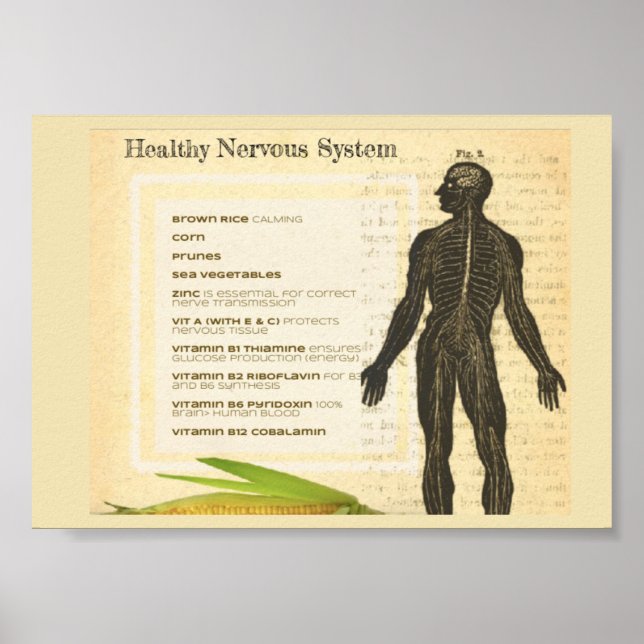 Poster Healthy Nervous System (Devant)