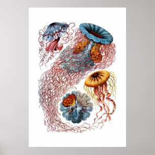 Poster Heckel Jellyfish Imprimer