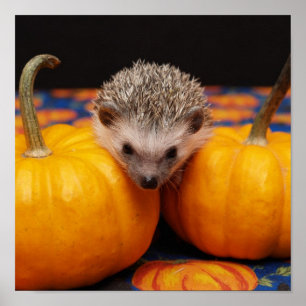 Poster Hedgehog Halloween Salutations