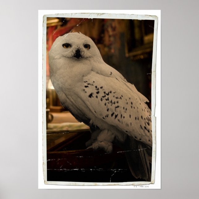 Poster Hedwig 3 (Devant)