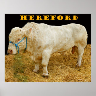 Poster héford
