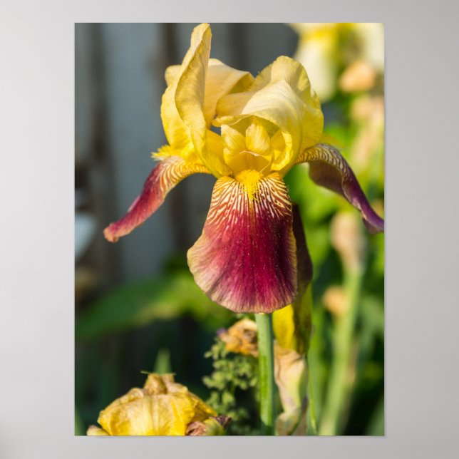 Poster Heirloom Iris (Devant)
