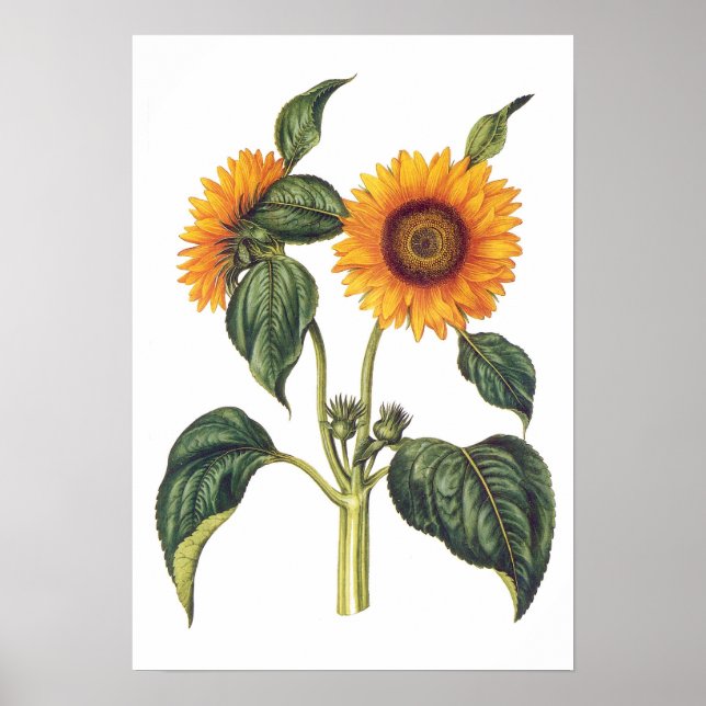 Poster Helianthus annuus (Devant)