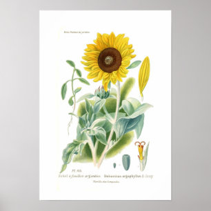 Poster Helianthus argophyllus