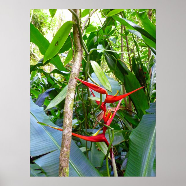 Poster Heliconia et Vanilla Vine orchidée (Devant)