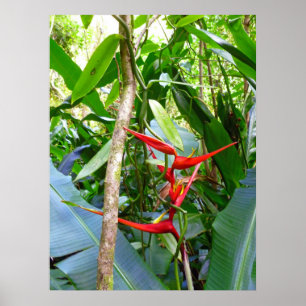 Poster Heliconia et vigne d'orchidée de vanille