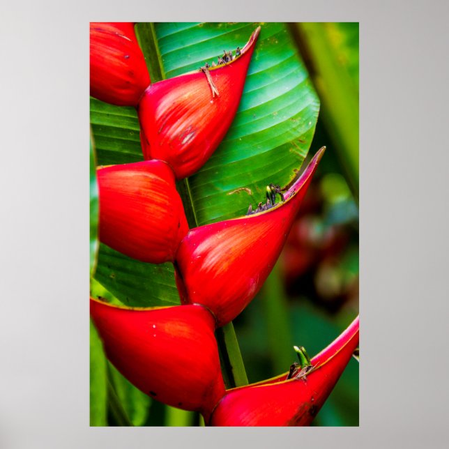 Poster Heliconia, Kauai, Hawaii (Devant)
