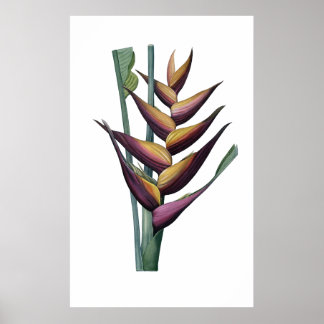 Poster Héliconia PREMIUM QUALIUM print