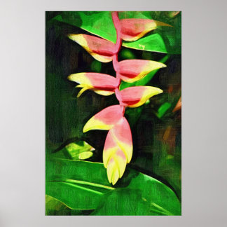 Poster Heliconia tropicale - Lobster Claw