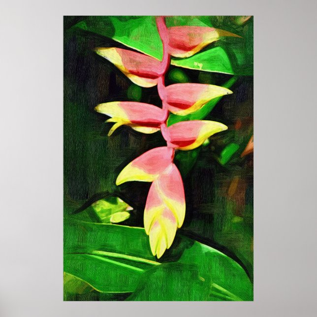 Poster Heliconia tropicale - Lobster Claw (Devant)