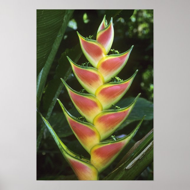 Poster Heliconias, Heliconia walkeriana), La Selva (Devant)