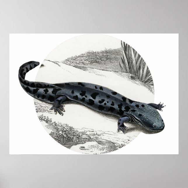 Poster Hellbender Salamander (Devant)