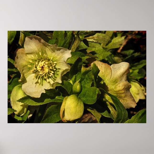 Poster Hellebore Lenten Rose (Devant)
