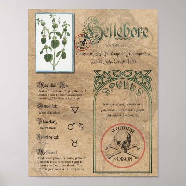 Poster Hellebore Livre de plantes ombres Pagan Wiccan (Devant)