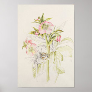 Poster Hellebores
