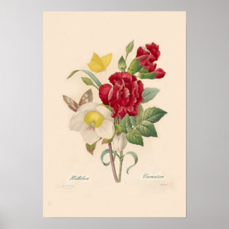 Poster Hellebores et oeillets