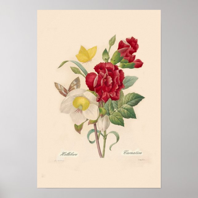 Poster Hellebores et oeillets (Devant)