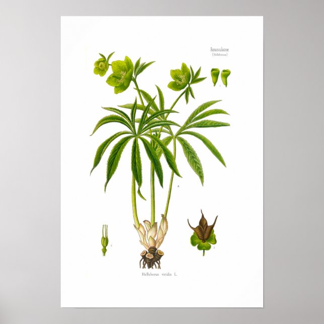 Poster Helleborus viridis (Devant)