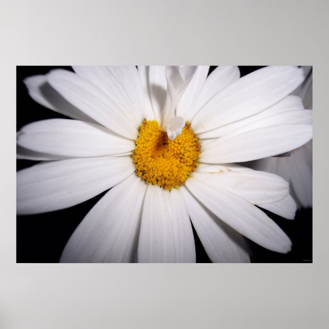 Poster Hello Daisy (Devant)