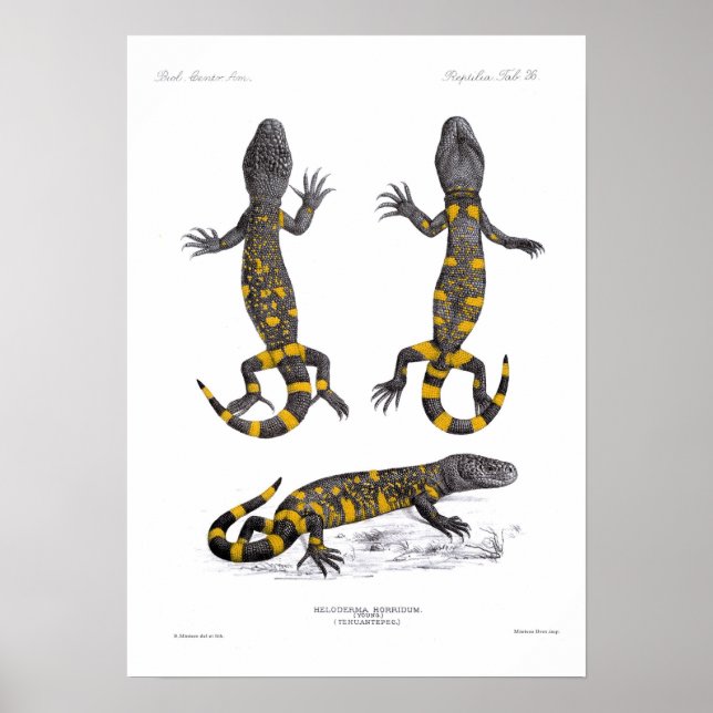 Poster Heloderma Horridum (Lizard perlé) (Devant)