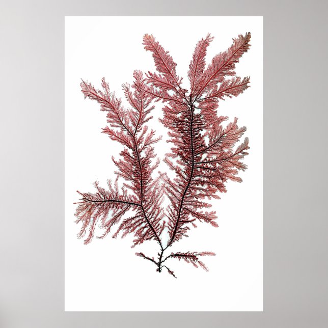 Poster Henry Bradbury's Pressed Seaweed First Of Ten (Devant)