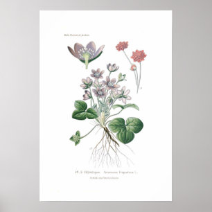 Poster Hepatica d'anémone