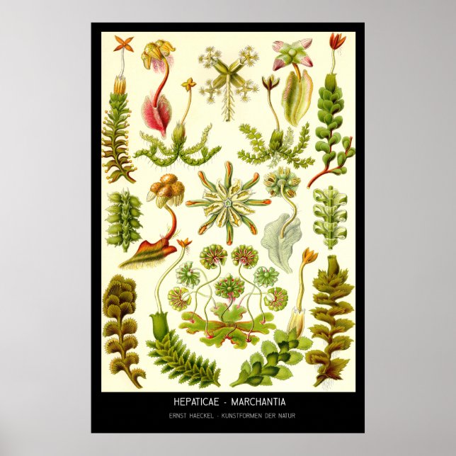 Poster Hepaticae-Marchantia - Plaque 82 - Kunstformen der (Devant)