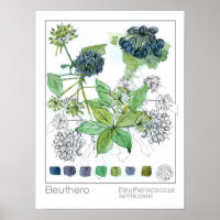 Herbaliste Eleuthero médicinal herbe aquarelle