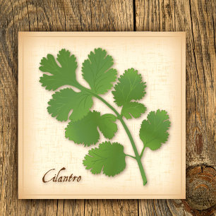 Poster Herbe Cilantro