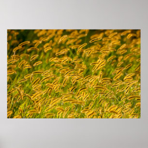 Poster Herbe d'automne