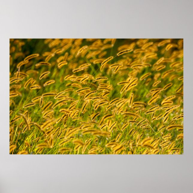 Poster Herbe d'automne (Devant)
