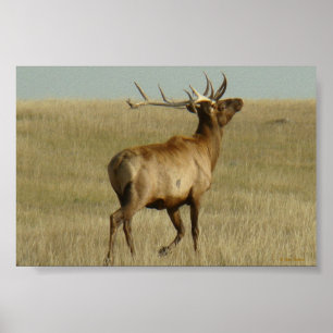 Poster Herbe d'élans d'E35 Taureau dans des klaxons
