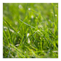 Herbe fraîche du matin d'été