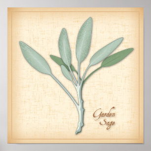 Poster Herbe Garden Sage