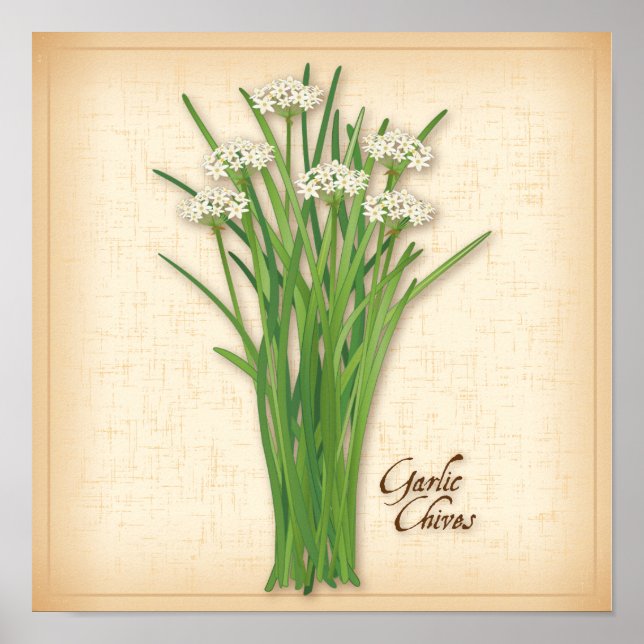 Poster Herbe Garlic Chives (Devant)