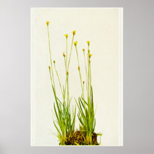 Poster Herbe jaune