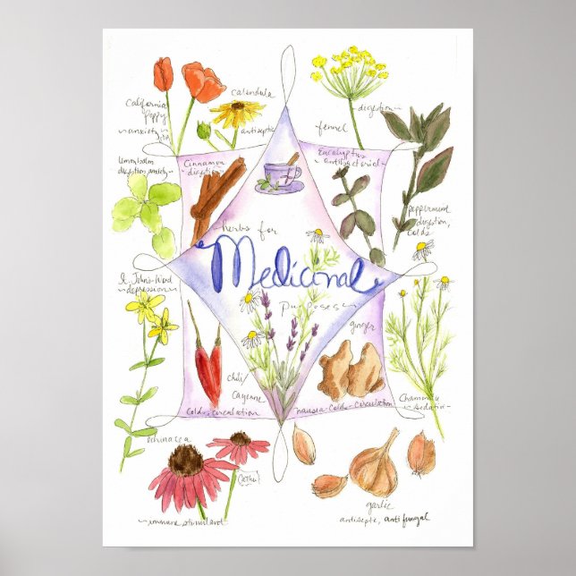 Poster Herbe Médicale Garlic Echinacea Ginger (Devant)