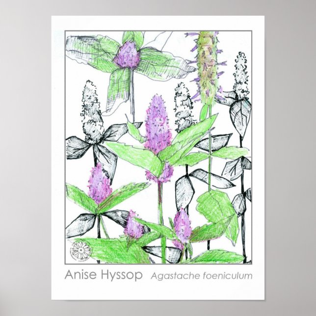 Poster Herbe médicinale d'anise Hyssop Purple Fleurs (Devant)