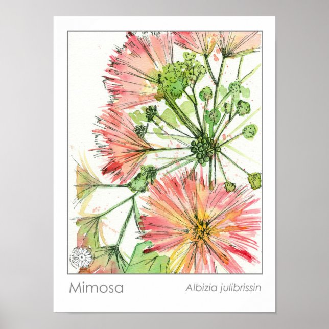 Poster Herbe médicinale Mimosa Plante Fleurs roses (Devant)
