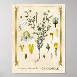 Poster Herbe médicinale vintage Chamomile Fleur Botanique
