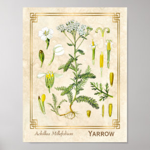 Poster Herbe médicinale vintage Fleur de Yarrow Botanique