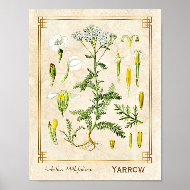 Poster Herbe médicinale vintage Fleur de Yarrow Botanique (Devant)