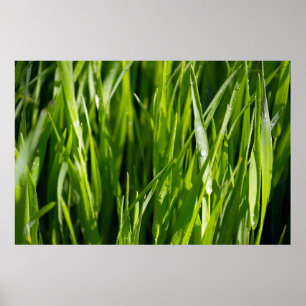 Poster Herbe verte