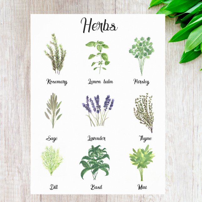 Poster Herbes Aquarelle Sage Thyme Rosemary Cuisine (Créateur téléchargé)