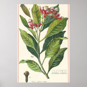 Poster Herbes Épices Alimentaires Vintage, Clous de Girof