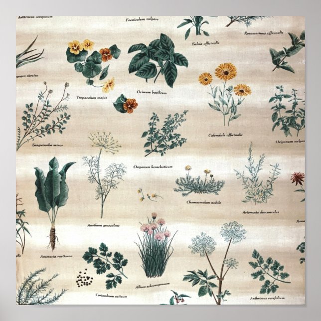 Poster Herbes Plantes Fleurs (Devant)