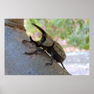 Poster Hercules Beetle