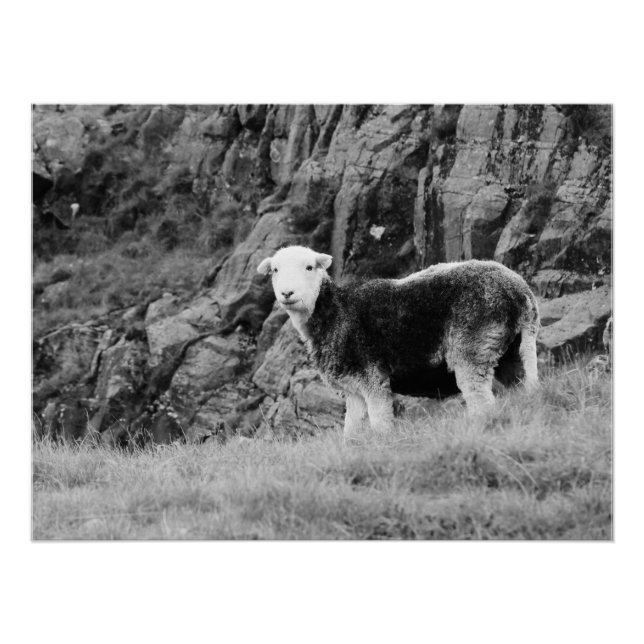 Poster Herdwick Sheep (Devant)
