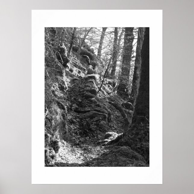 Poster Herdwick Sheep, Cumbria (Devant)