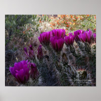Hérisson Cactus Fleurs magenta Arizona Sud-ouest